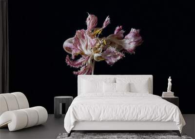 beautiful dried tulip flower on a dark background. simple flat lay with place for text Wall mural