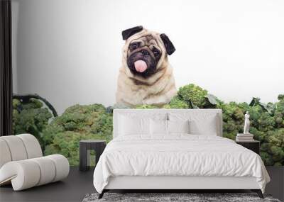 pug with its tongue sticking out is sitting in big heap of broccoli and looking in surprise. Wall mural