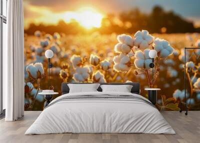 Field of ripe, fluffy cotton balls fully open and ready for harvesting. Cotton flowers buds. On background of sky with clouds, in golden morning warm rays of sun, at dawn. Close-up. Wall mural