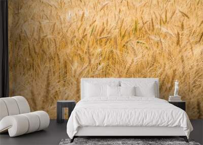 Beautiful view of a wheat field  Wall mural