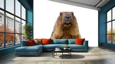 Groundhog isolated on white background Wall mural