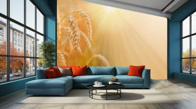 Ripe golden spikes with sun rays, wheat harvest in late summer Wall mural