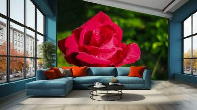 Luxurious bright red rose Red Star against the background of lush green garden. Rose petals with dew drops. Close-up. Selective focus. Romantic love theme. Wall mural