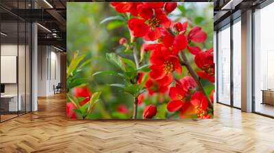 Macro of bright red spring flowering Japanese quince or Chaenomeles japonica on the blurred garden background. Sunny day. Selective focus. Interesting nature concept for design Wall mural