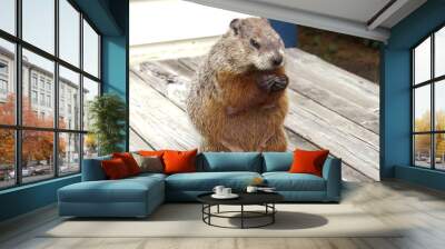 Groundhog Wall mural