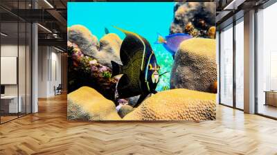 coral reef and french angelfish Wall mural