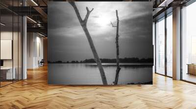 Dead branches. Black and white photo.  Wall mural