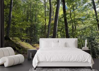 mixed deciduous forest on the alpine slopes of the fratarica stream canyon, log pod mangartom (trigl Wall mural