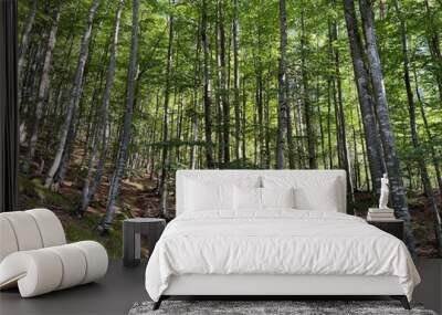 mixed deciduous forest on the alpine slopes of the fratarica stream canyon, log pod mangartom (trigl Wall mural