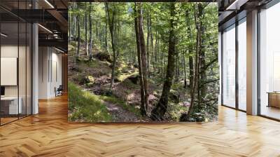 mixed deciduous forest on the alpine slopes of the fratarica stream canyon, log pod mangartom (trigl Wall mural