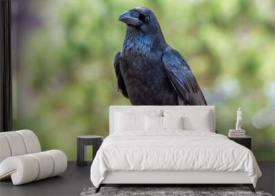 glossy black raven with a green out of focus background Wall mural