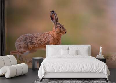 brown field hare in nature Wall mural