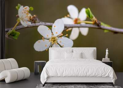 Fresh fruit blossom bud in the spring season Wall mural