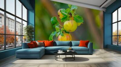 Fresh organic apples from the season garden Wall mural