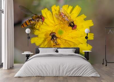 little yellow hoverfly on blossom of flower Wall mural