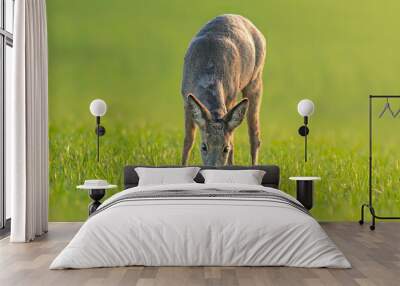 one Roe deer doe (Capreolus capreolus) stands on a green meadow and eats Wall mural