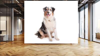 australian shepherd dog sitting isolated in white background Wall mural