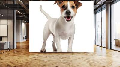 jack russell dog isolated on white background, ai generative Wall mural