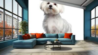 maltese dog portrait isolated on a white background, ai generative Wall mural