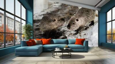 two coypu Wall mural