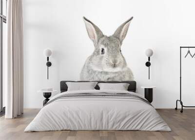 Cute Baby Bunny Wall mural