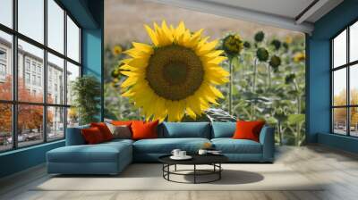 girasole Wall mural