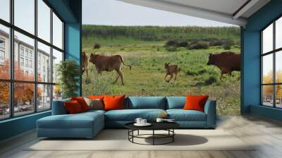 The beautiful Animal Cow in the natural environment Wall mural