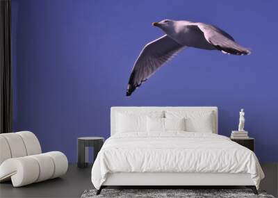 The beautiful bird European herring gull (Larus argentatus) in the natural environment Wall mural