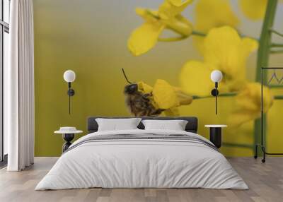 Bee flying over colorful flower field Wall mural