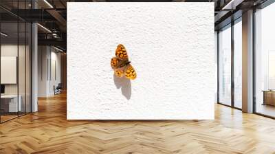 Beautiful, fragile, orange butterfly seating on the white house facade. Negative space on the picture. Wall mural