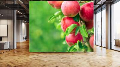 Apple tree close-up on branch full of red apples Wall mural