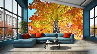 Colorful fall tree against sky Wall mural