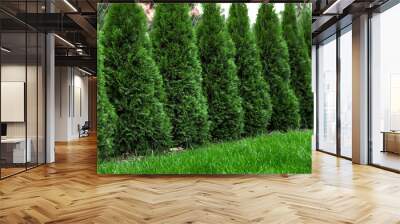 green grass with thuja trees in garden Wall mural