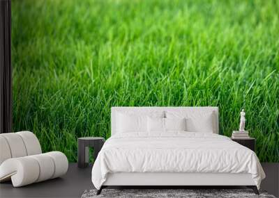 Natural green grass background, fresh lawn Wall mural