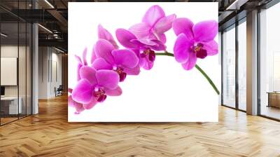 Orchid flowers isolated on white background Wall mural