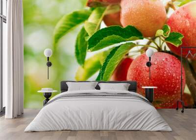 Red apples on apple fruit tree branches Wall mural