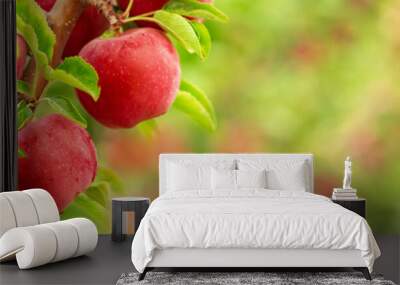 Red apples on tree branches Wall mural