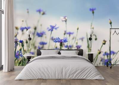 Wild flowers on sunny blue sky, spring meadow Wall mural