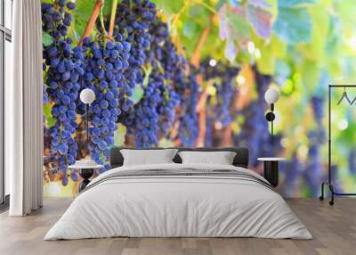 wine grapes Wall mural