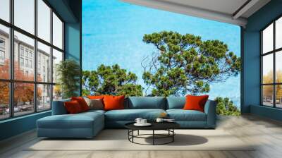 Vibrant green branches of a Mediterranean pine reach out over the azure sea, capturing the essence of La Pelosa beach.  Wall mural