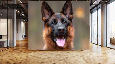 Beautifu black and tan german shepherd portrait outdoor, autumn blurred background in forest Wall mural