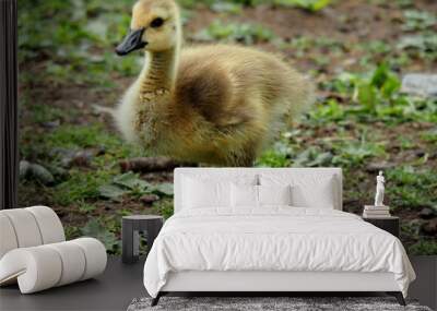 Little baby gosling birds Wall mural