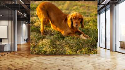 Red spaniel dog playing on the grass on the sunset Wall mural