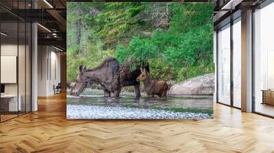 A mother and her young moose calf standing in the shallow edge of a lake in the early morning, just outside of the forest. Algonquin Park, Ontario, Canada.   Wall mural