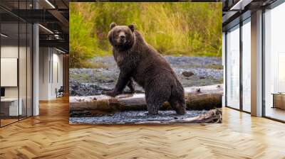 Giant, wild brown bear standing in majestic pose on driftwood log on gravel stream bank with tall, yellow grass in the background in wilderness on Kodiak island, Alaska Wall mural