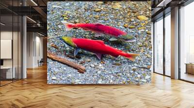 wild, red sockeye salmon spawning in a clear forest stream in Alaska.  These fish have reached the end of their migration from the ocean to their river spawning grounds to lay their eggs Wall mural