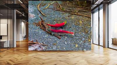 wild, red sockeye salmon spawning in a clear forest stream in Alaska.  These fish have reached the end of their migration from the ocean to their river spawning grounds to lay their eggs Wall mural