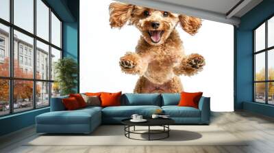 An adorable fluffy brown poodle chasing a white ball. Wall mural