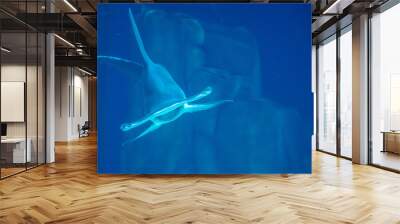 aquarium Wall mural