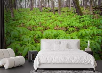 Mayapple wildflowers emerge on the forest floor as the spring season get underway. Wall mural